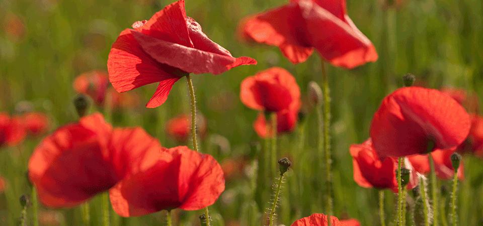 Close up of bright red poppies in a field