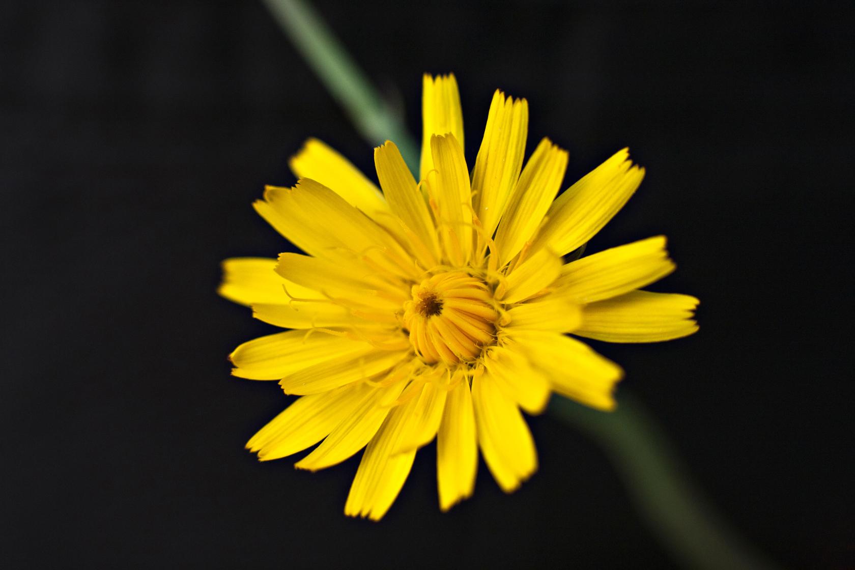 Autumn hawkbit Autumn hawkbit