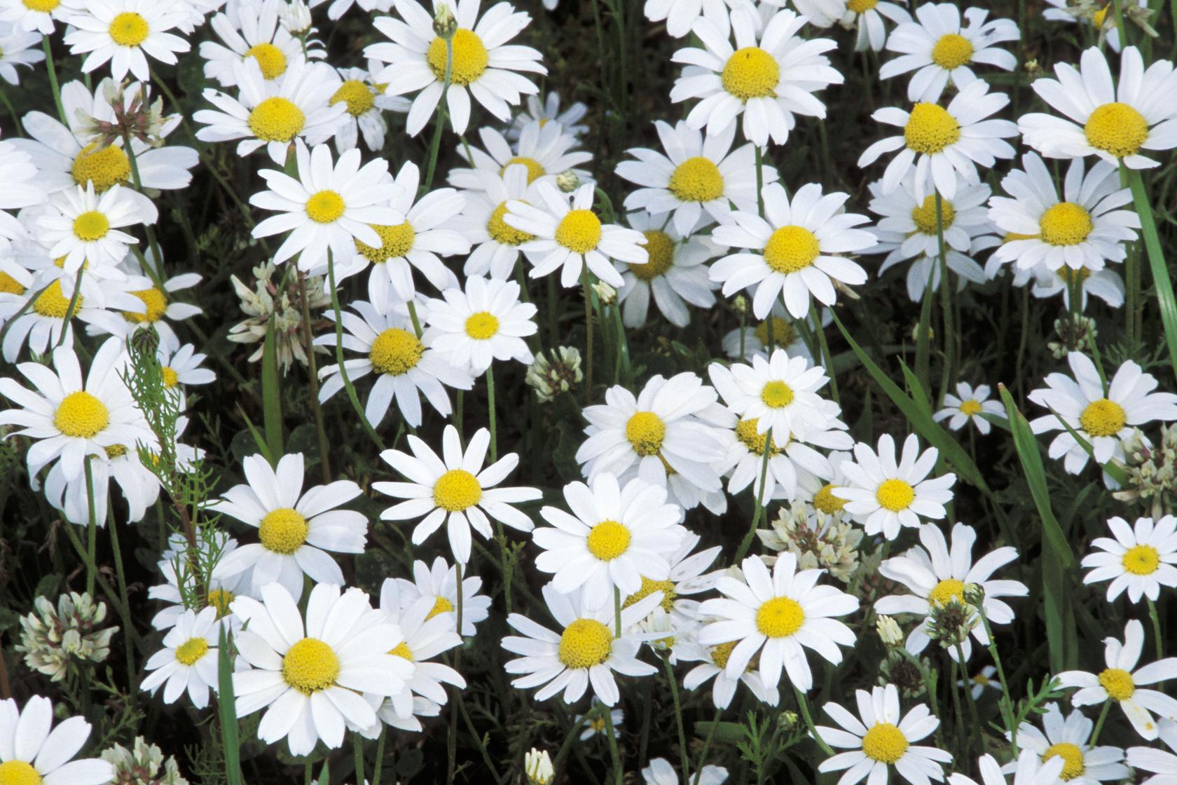 Corn chamomile Corn chamomile