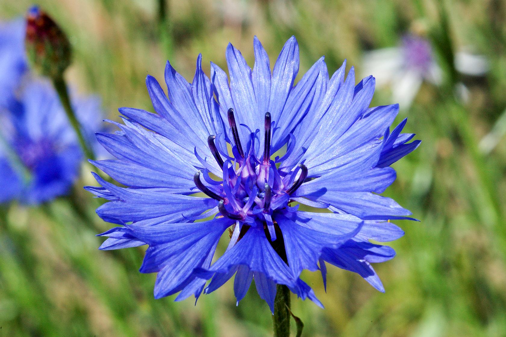 Cornflower Cornflower