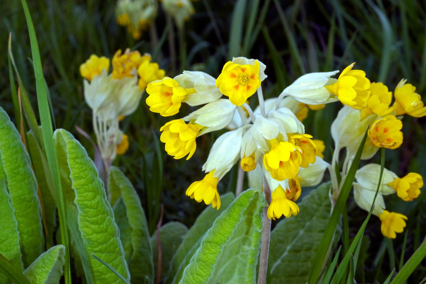 Cowslip Cowslip