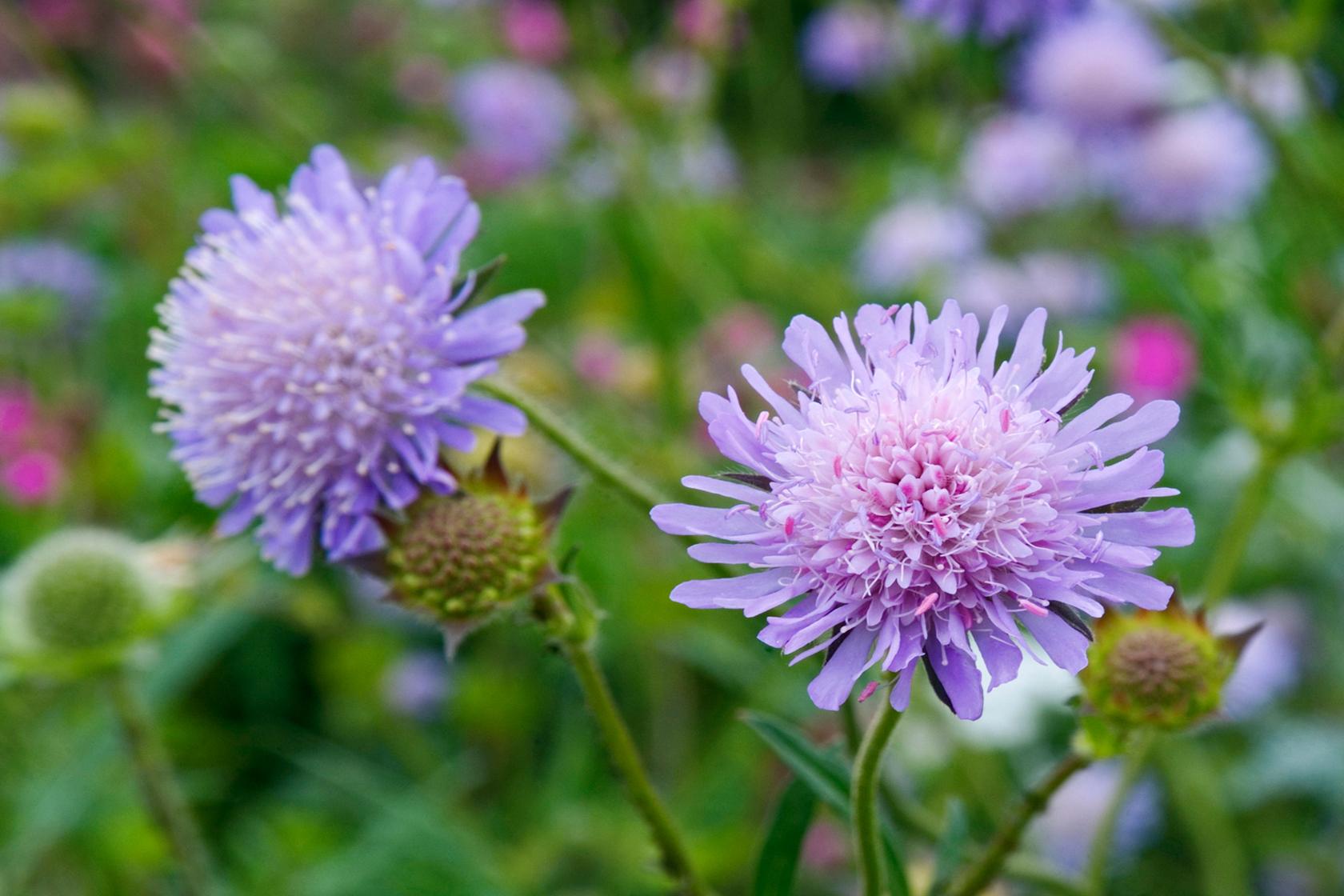 Field scabious Field scabious