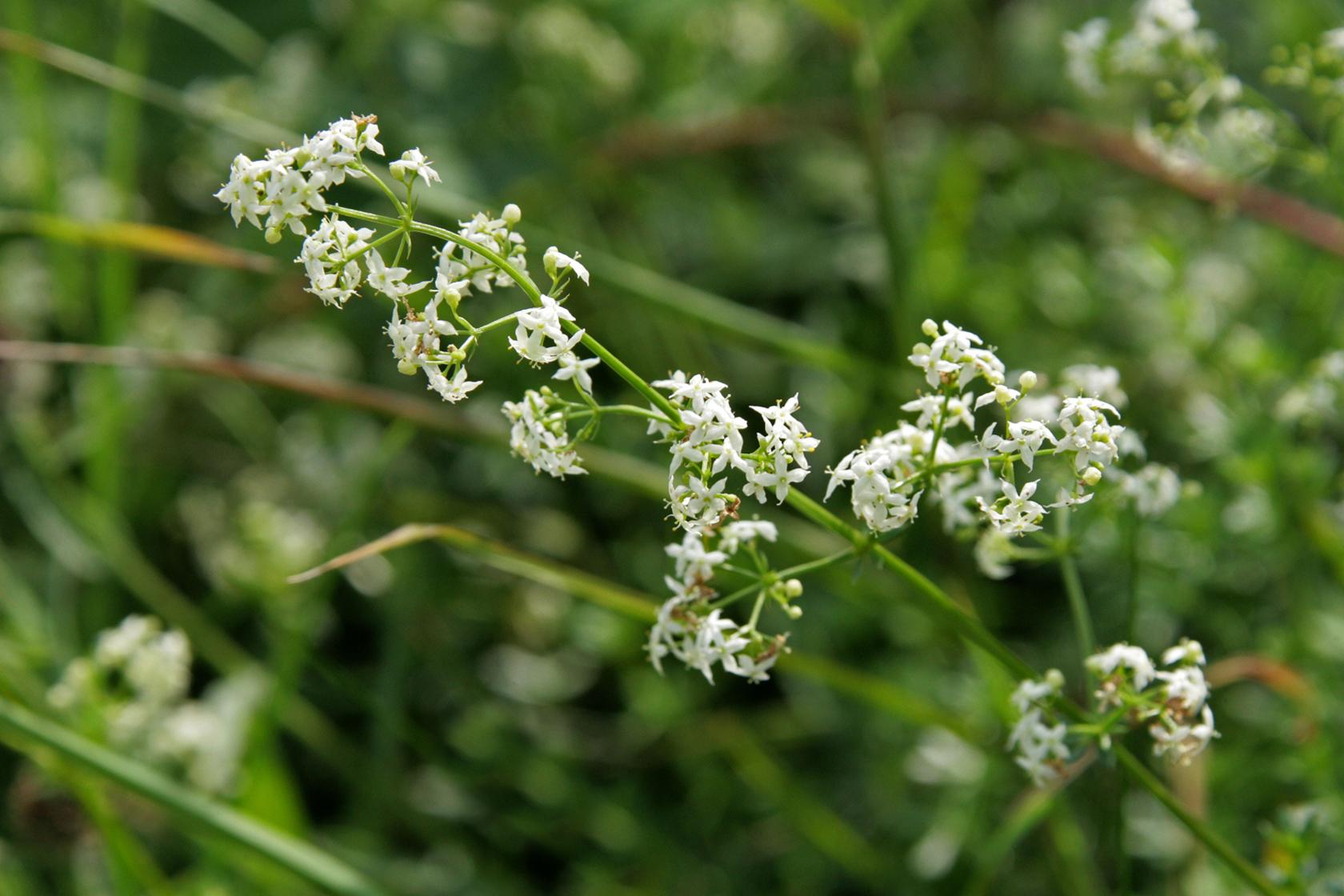 Hedge bedstraw Hedge bedstraw