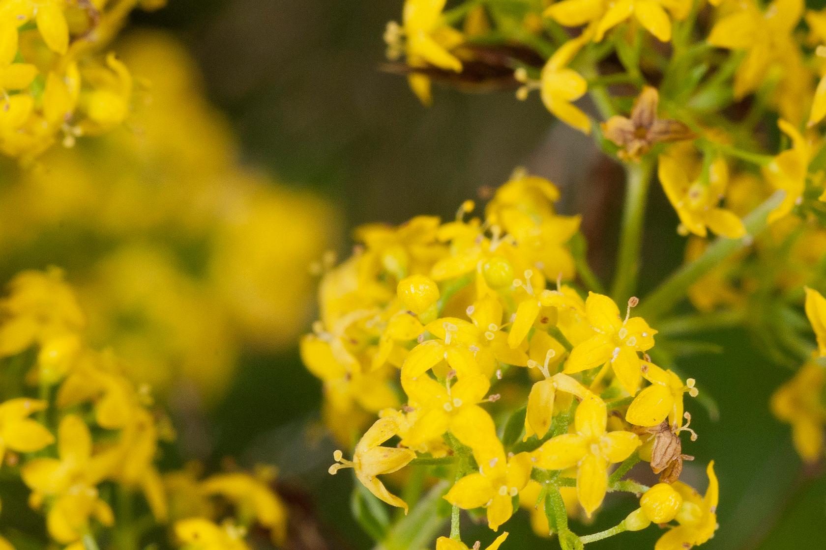 Ladys bedstraw Ladys bedstraw