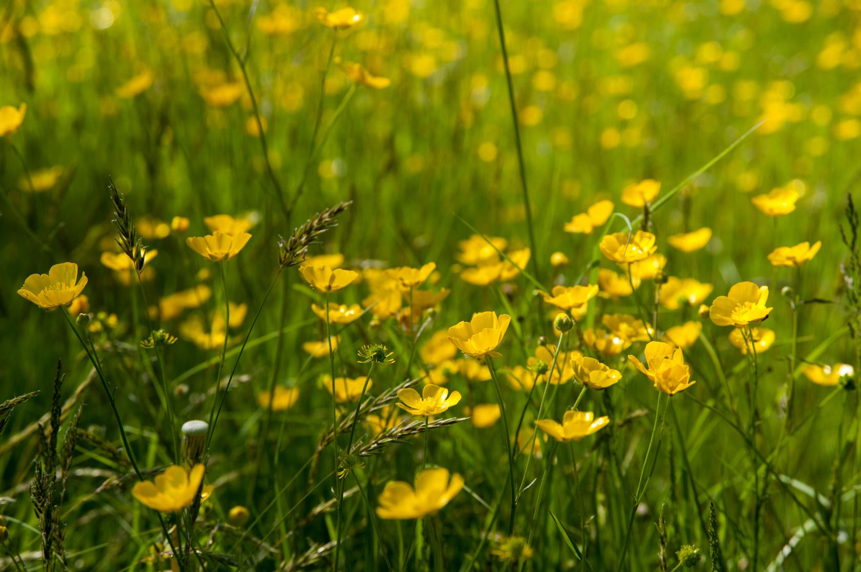 Meadow buttercup Meadow buttercup