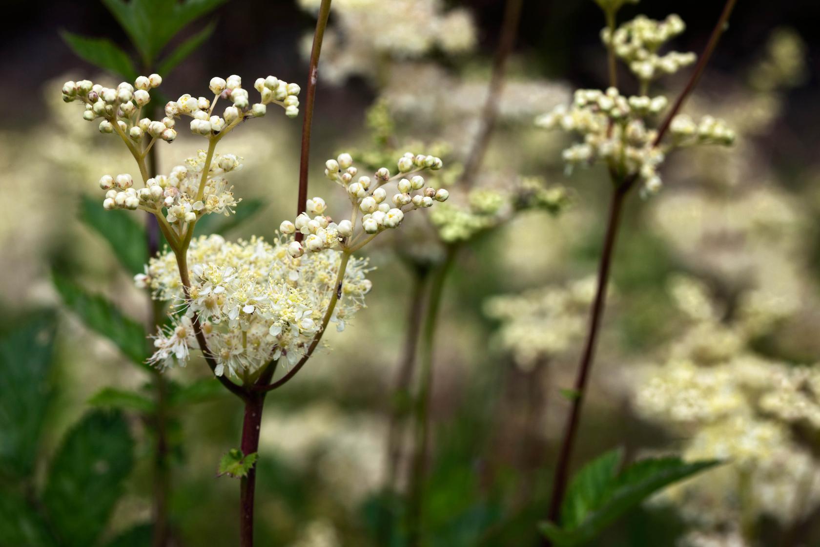 Meadowsweet Meadowsweet