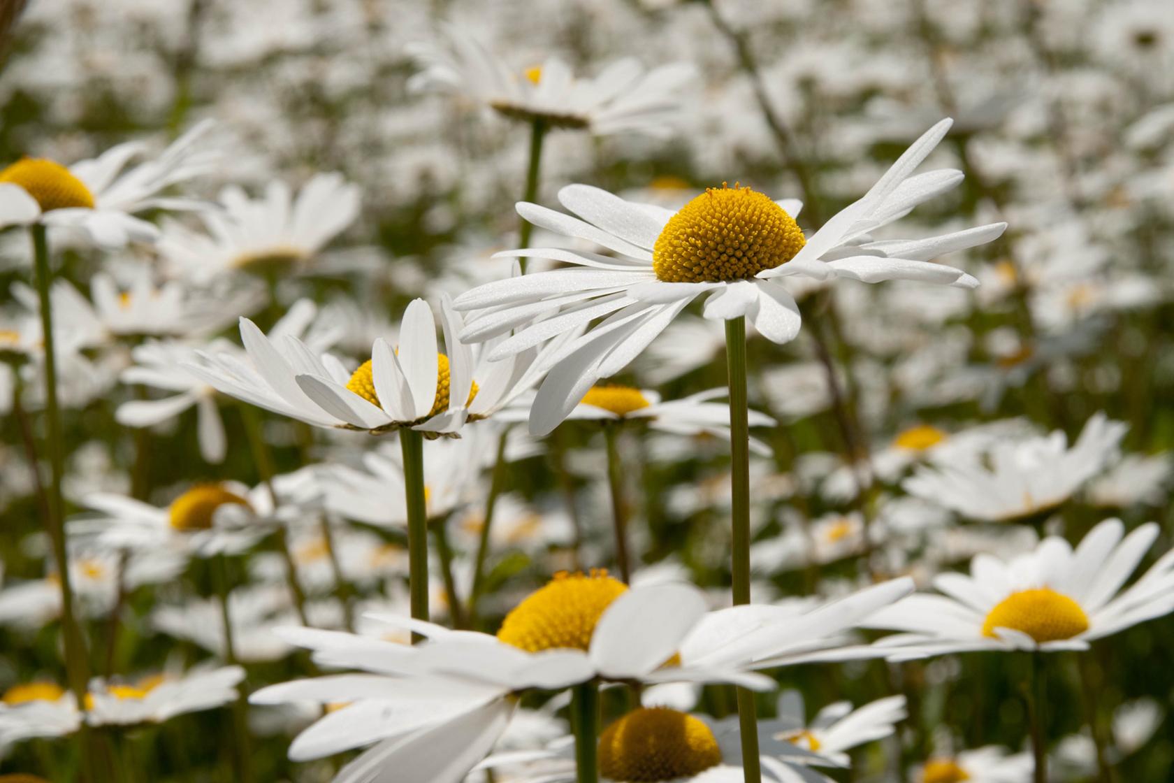 Oxeye daisy Oxeye daisy