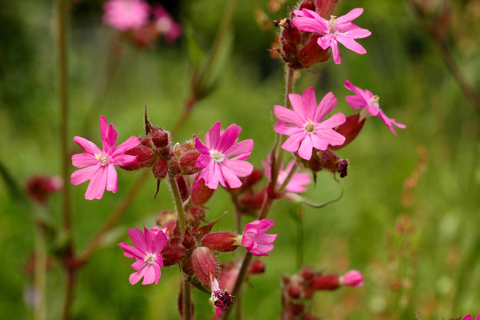 Red campion Red campion