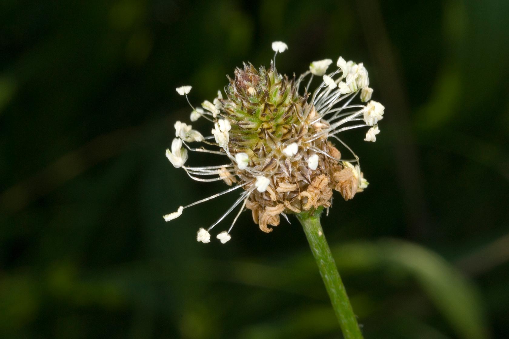 Ribwort plantain Ribwort plantain
