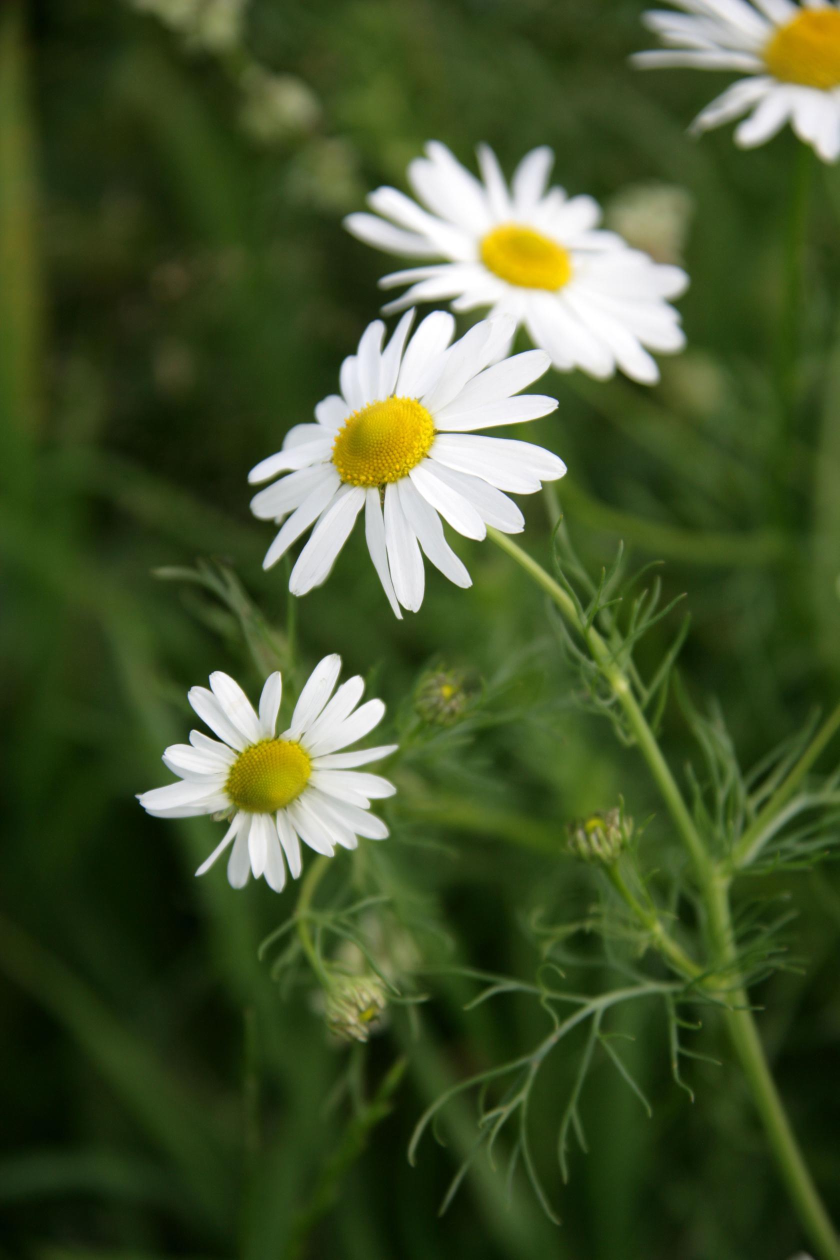 Scentless mayweed Scentless mayweed