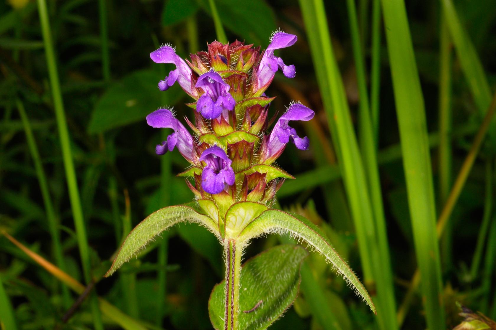 Selfheal Selfheal