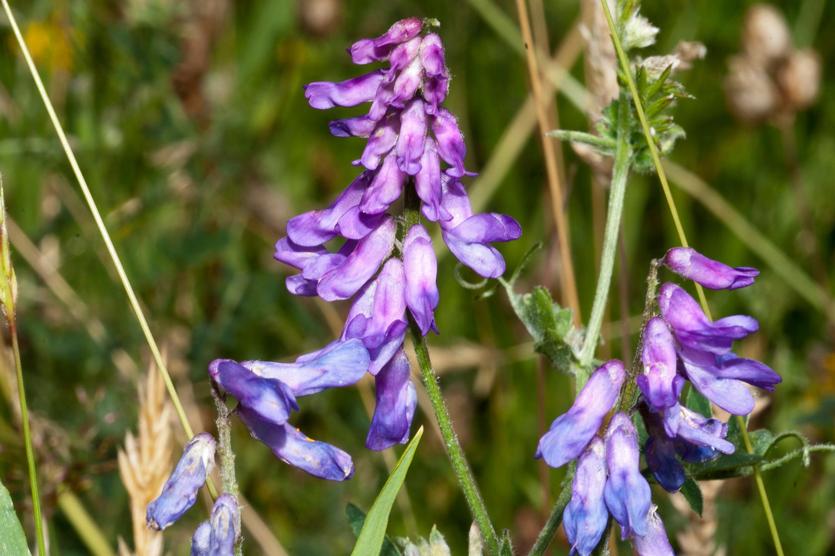 Tufted vetch Tufted vetch