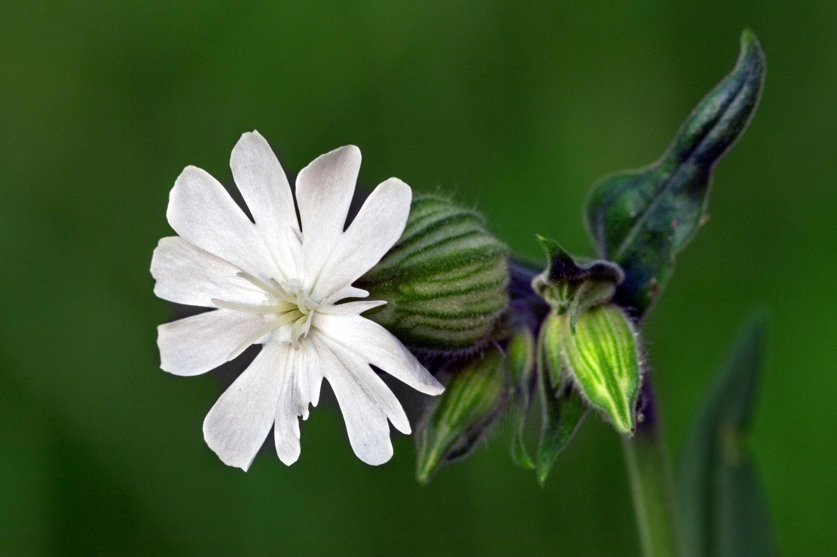 White campion White campion