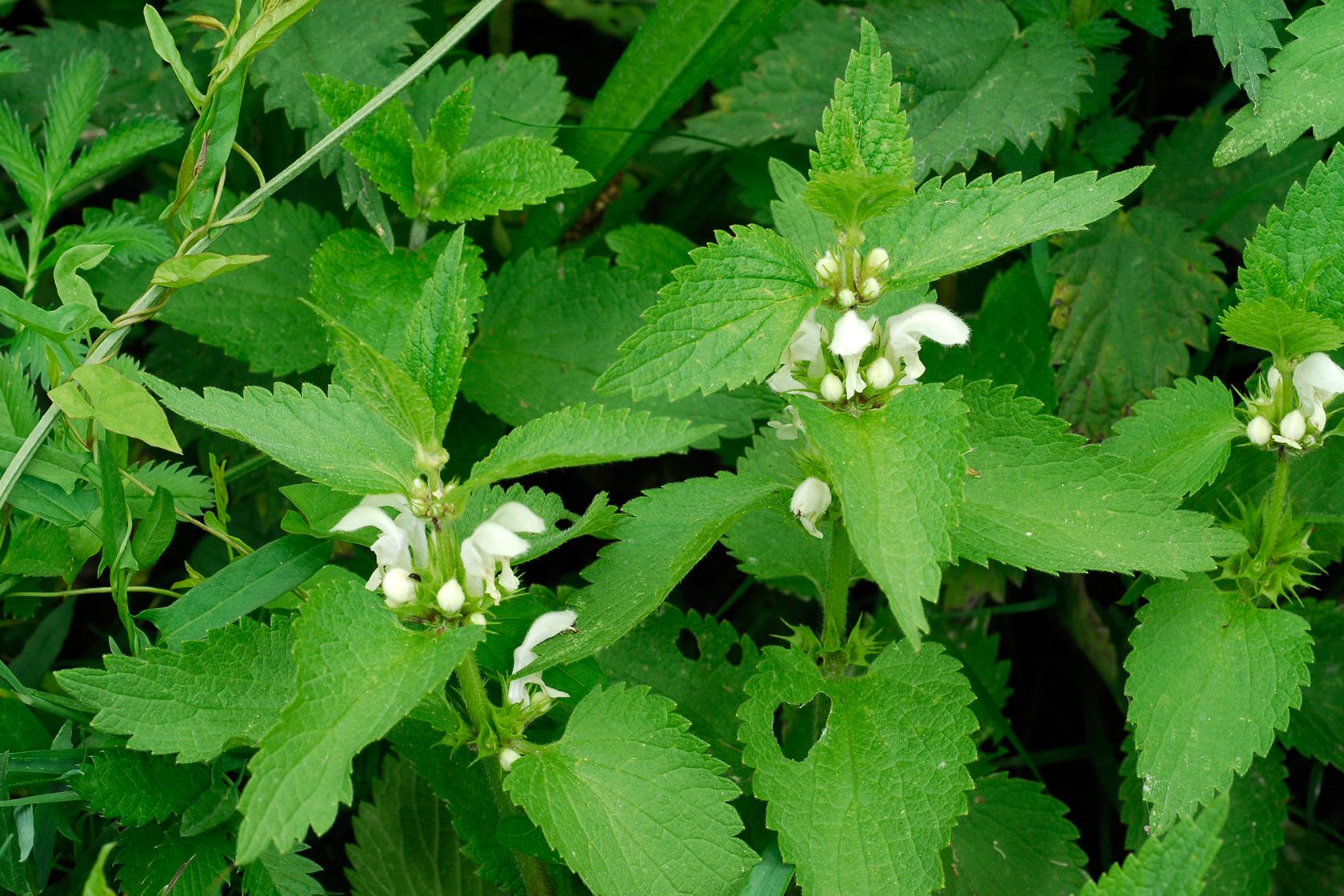 White dead-nettle White dead-nettle