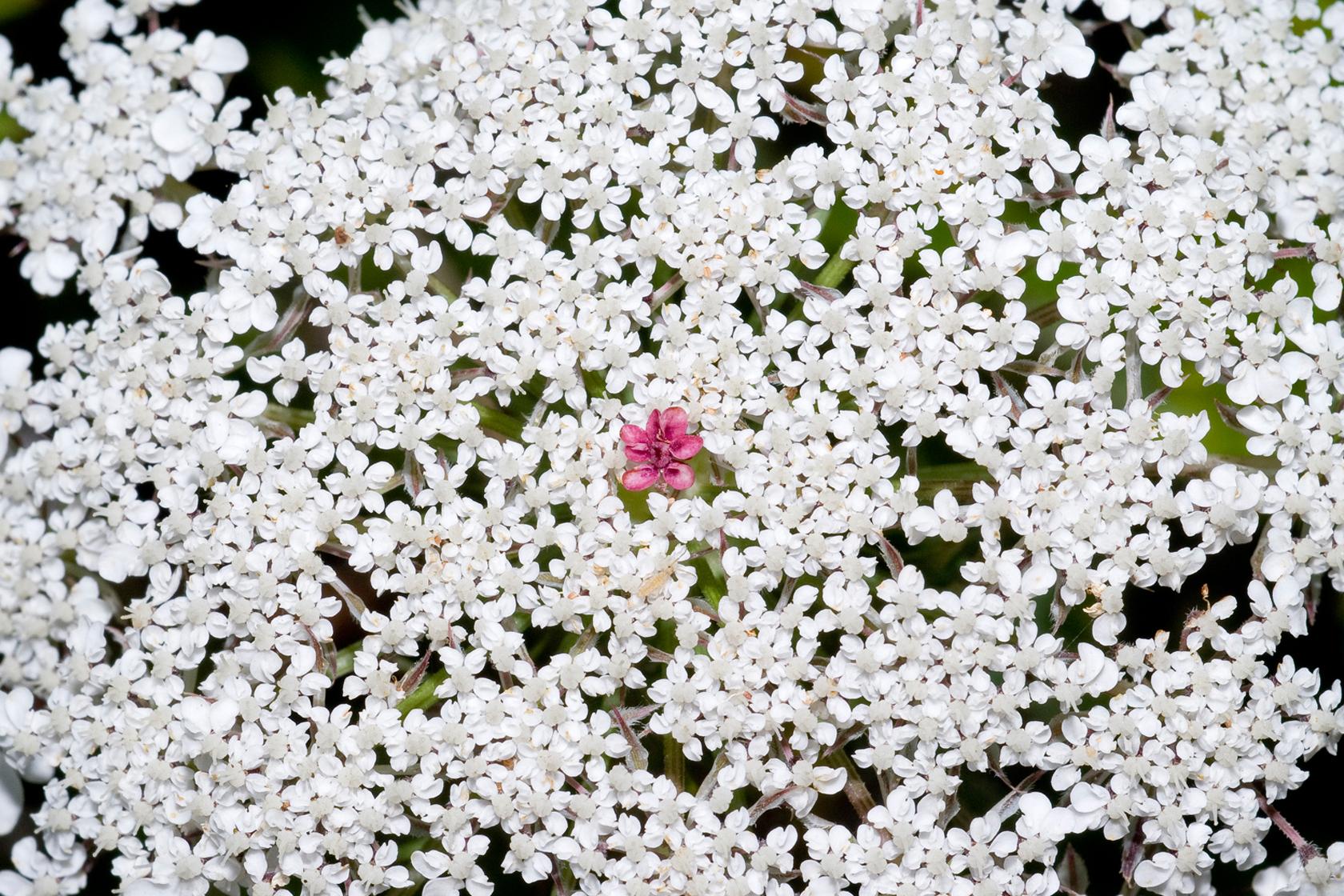Wild carrot Wild carrot