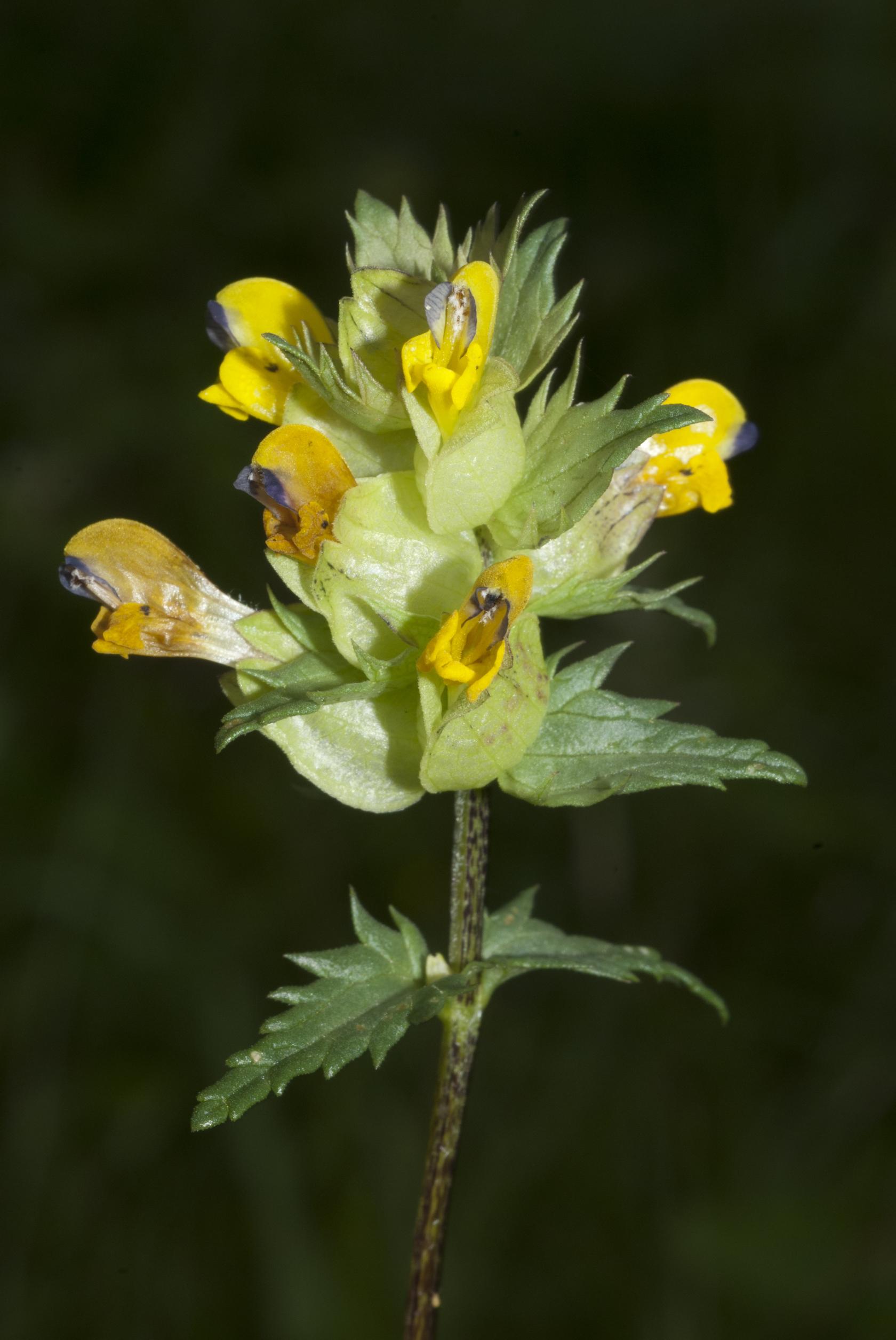 Yellow rattle Yellow rattle