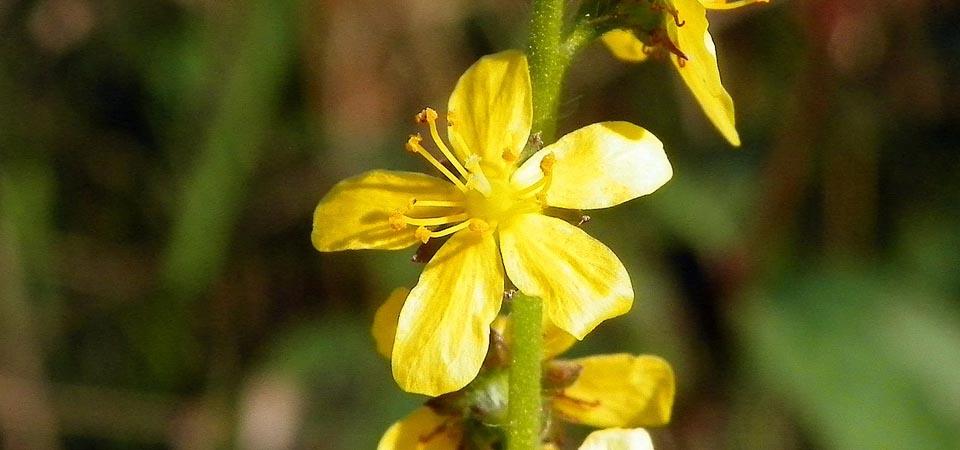 Agrimony Multiple mid-yellow five petalled flowers on long stem.
