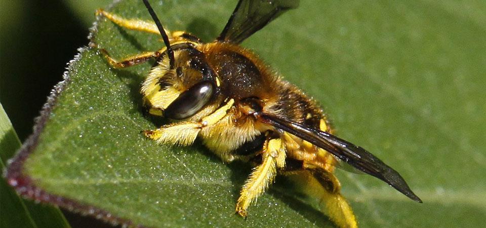 Wool carder bee Close-up of wool carder bee.