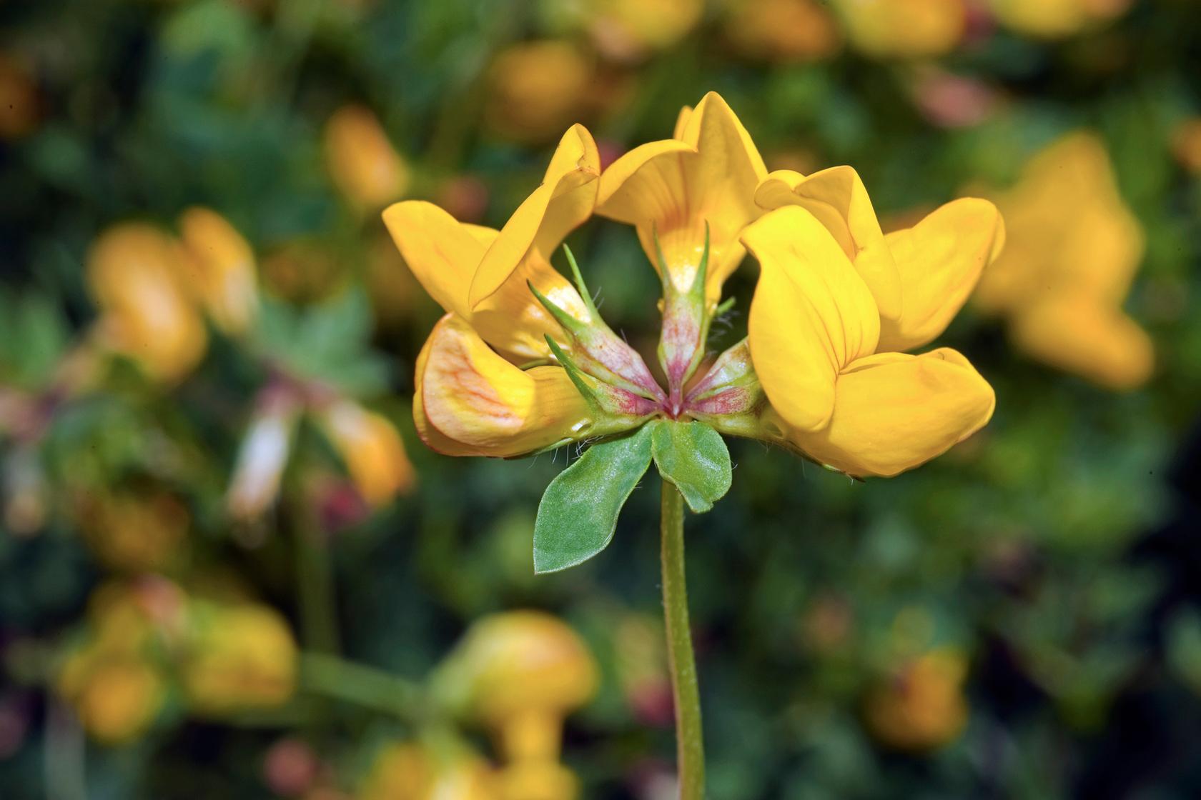Birds foot trefoil Birds foot trefoil