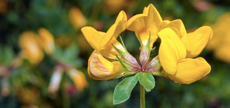 Bird's foot trefoil Five muted yellow heart shaped double-petals on the end of a stem.