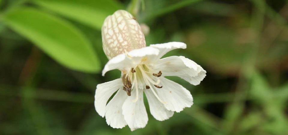 Bladder campion White flower with round 'bladder' behind the petals.