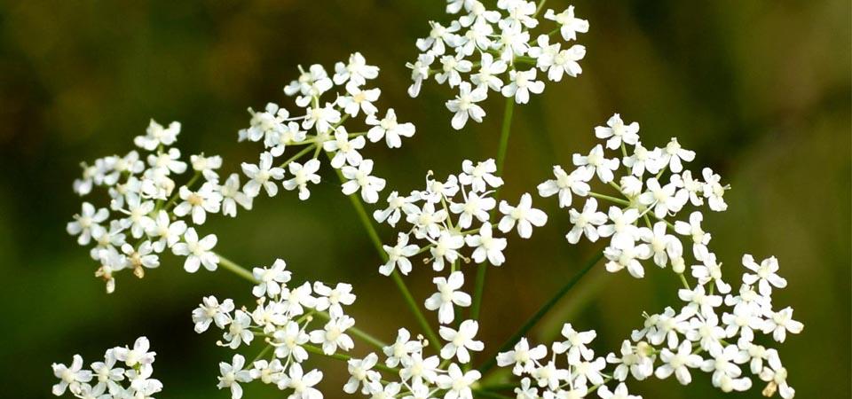 Burnet saxifrage Round flower made of long stems with clustered white petals around a single stem.