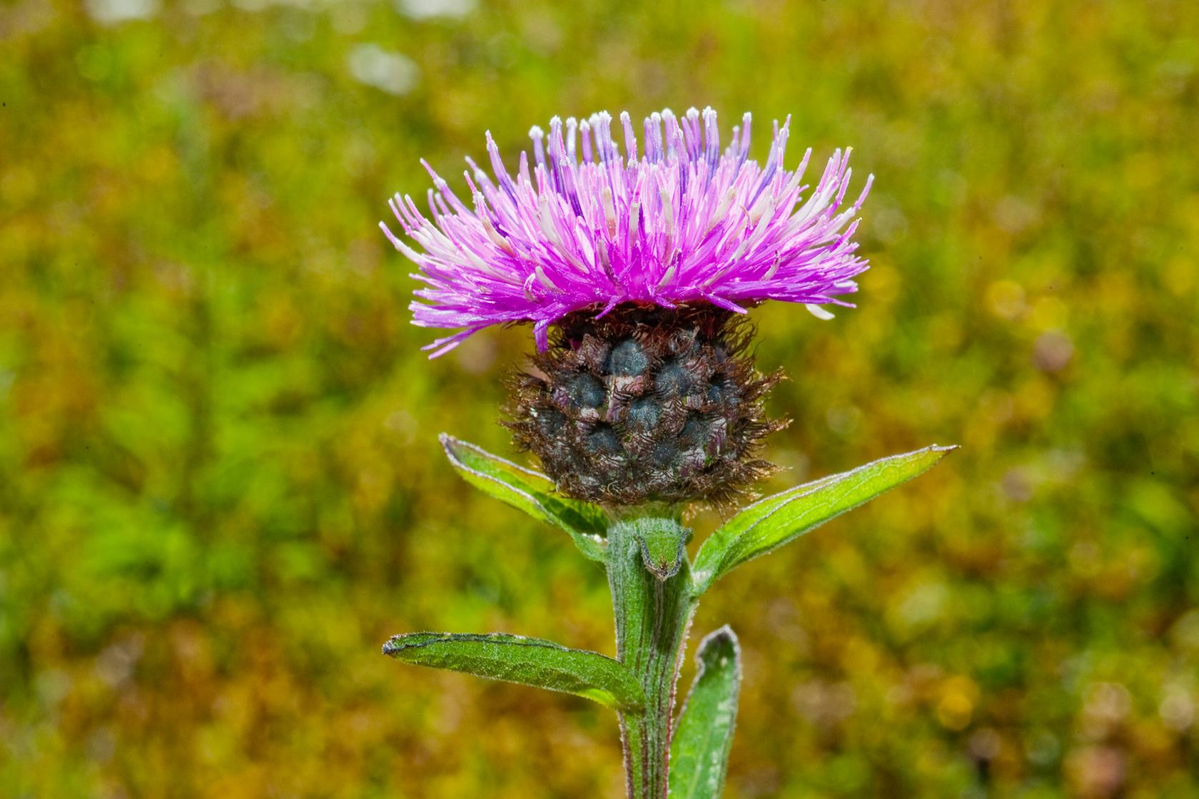 Common knapweed Common knapweed