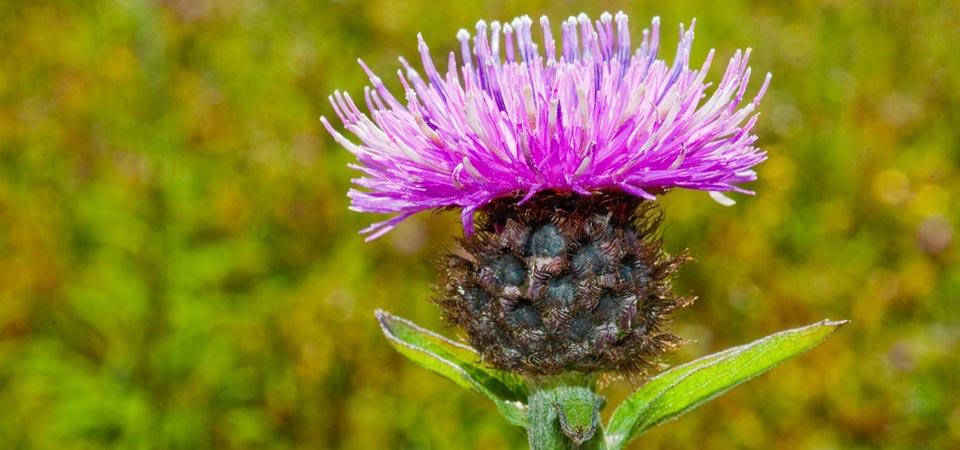 Common knapweed Vivid purple petals on a thistle-like flowering structure.