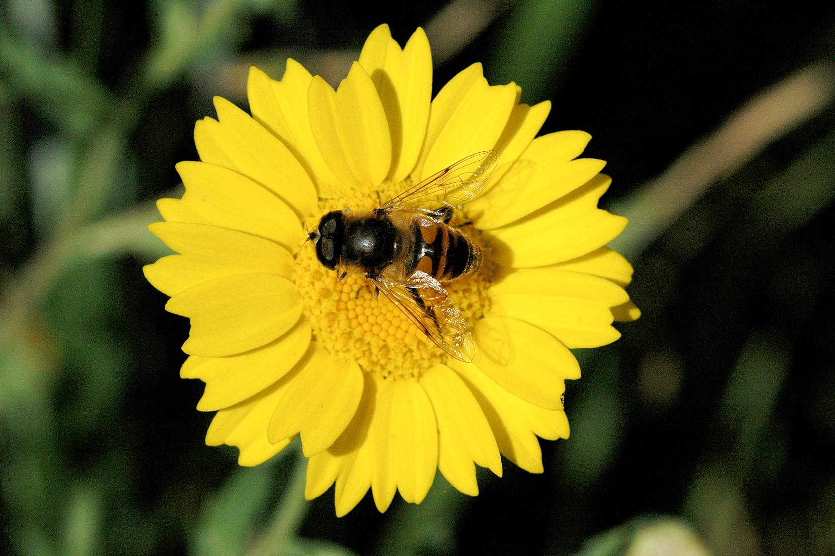 Corn marigold Corn marigold