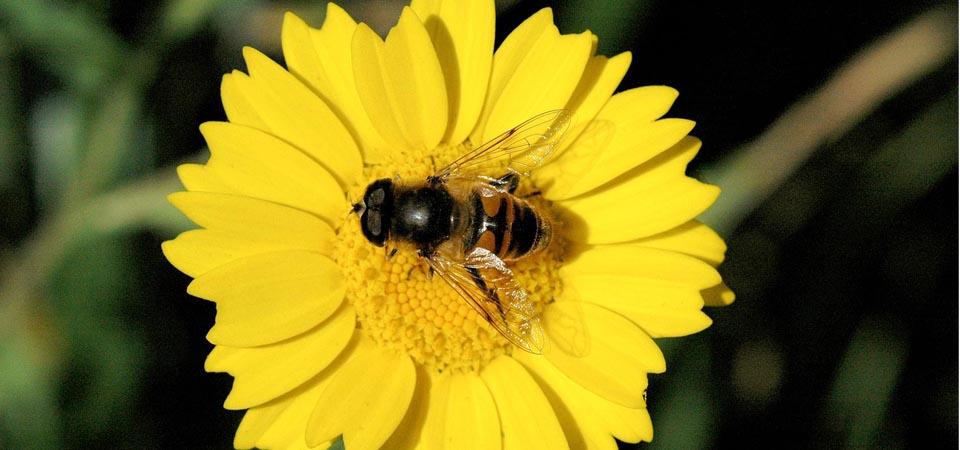 Corn marigold Vibrant yellow flower with insect perched in centre.