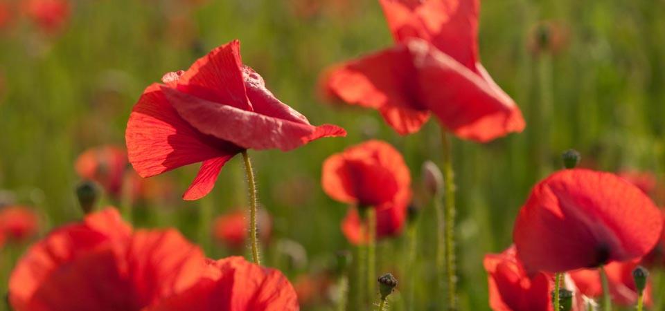 Common poppy Bright red poppies against a green grass background.