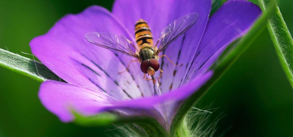 Corncockle Vibrant purple flower with rounded petal edges and an insect in the centre.