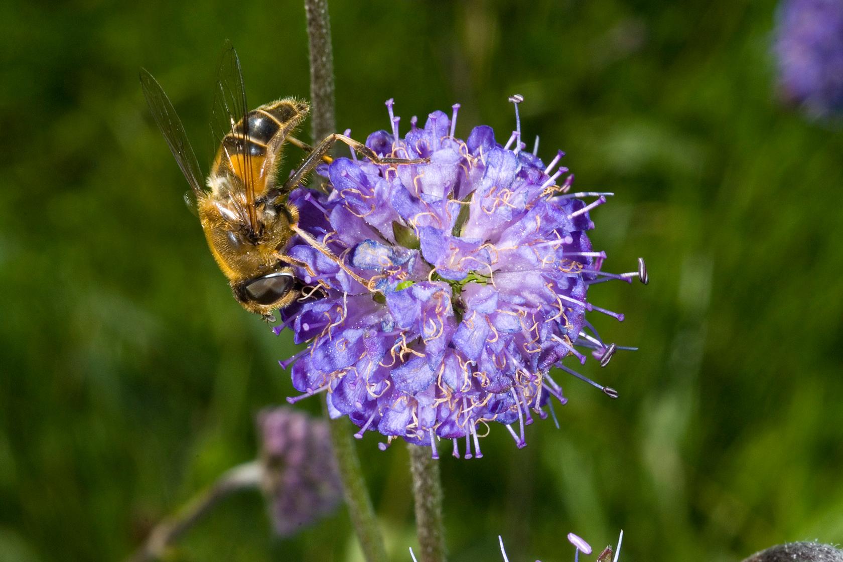 Devils bit scabious Devils bit scabious