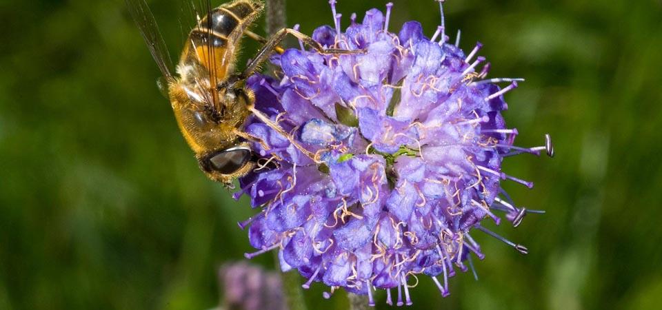 Devil's bit scabious Round lilac ball-shaped flower head made of clustered small flowers.