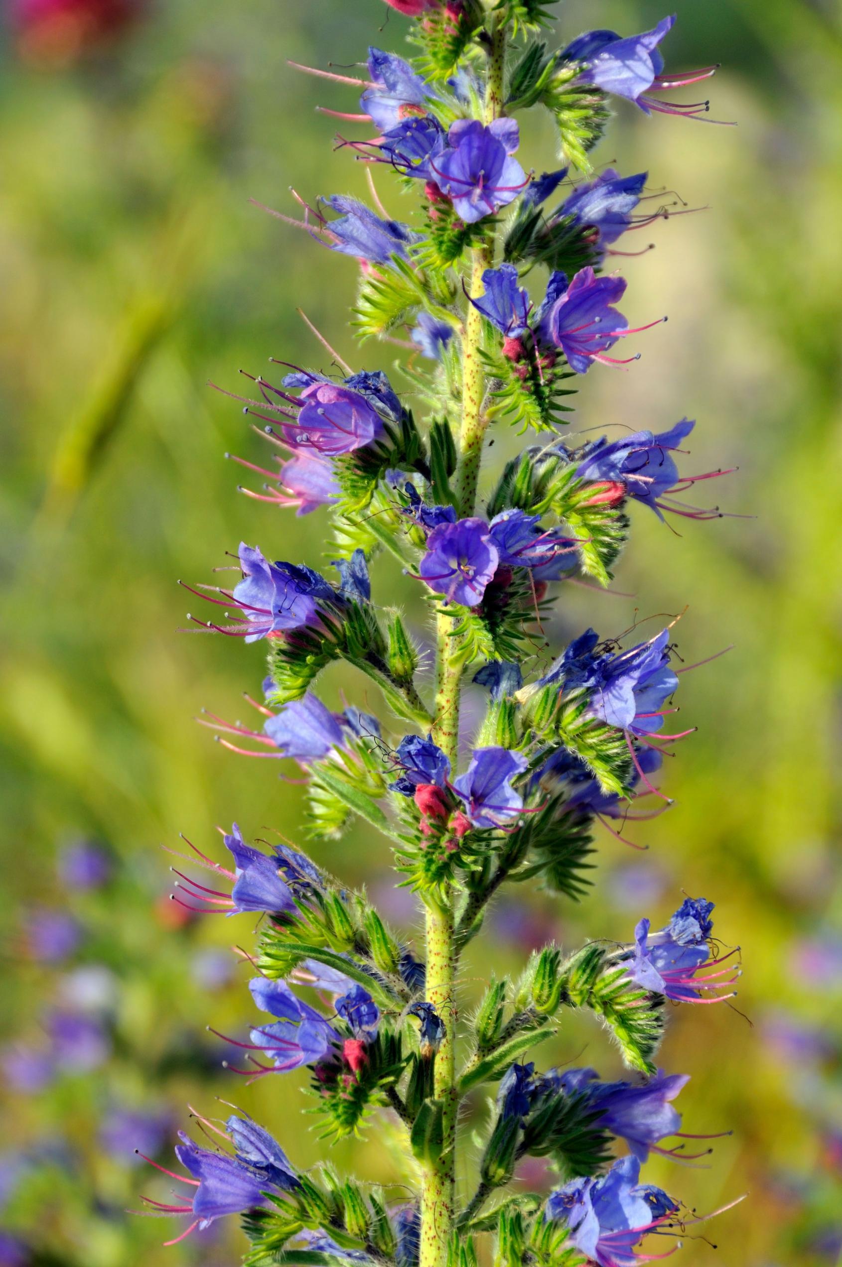 Viper's-bugloss Viper's-bugloss