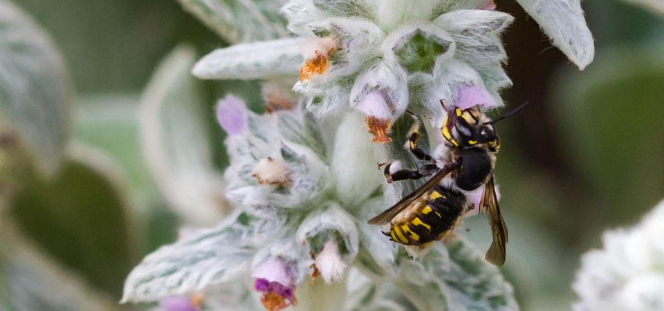 European wool carder bee European wool carder bee feeding from a purple flower