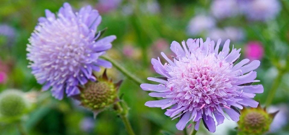 Field scabious Pale lilac pom-pom flowers with a ring of longer petals at the edge.