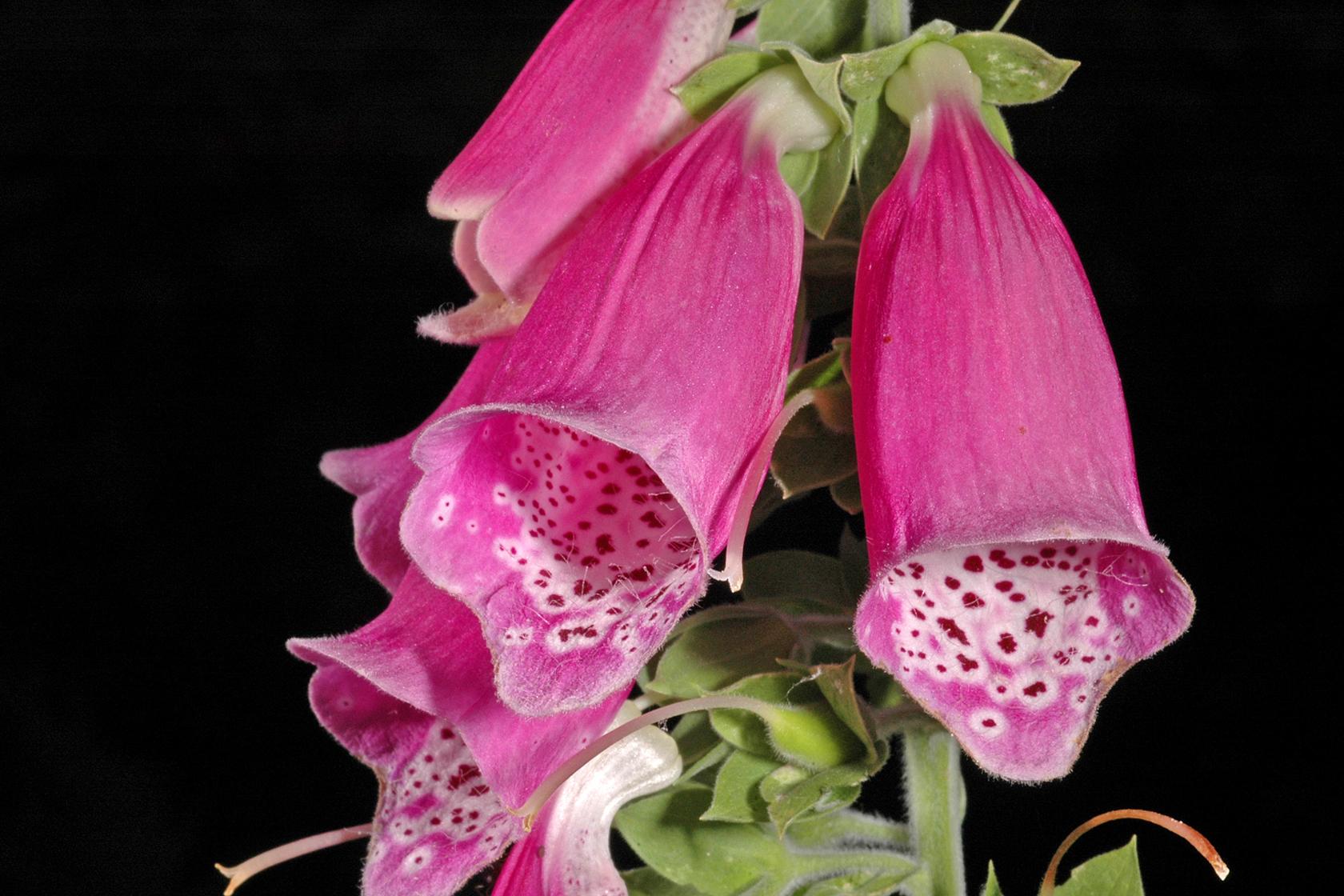 Foxglove Foxglove