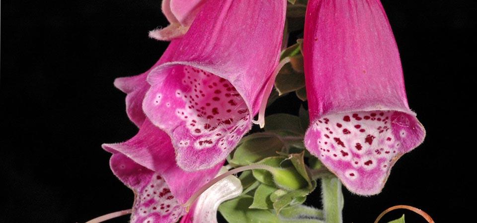 Foxglove Bright pink bell-shaped flowers arranged in a conical formation along a stem.