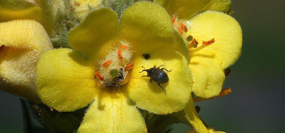 Great mullein Bright yellow flowers with irregularly shaped petals and insect crawling on it.