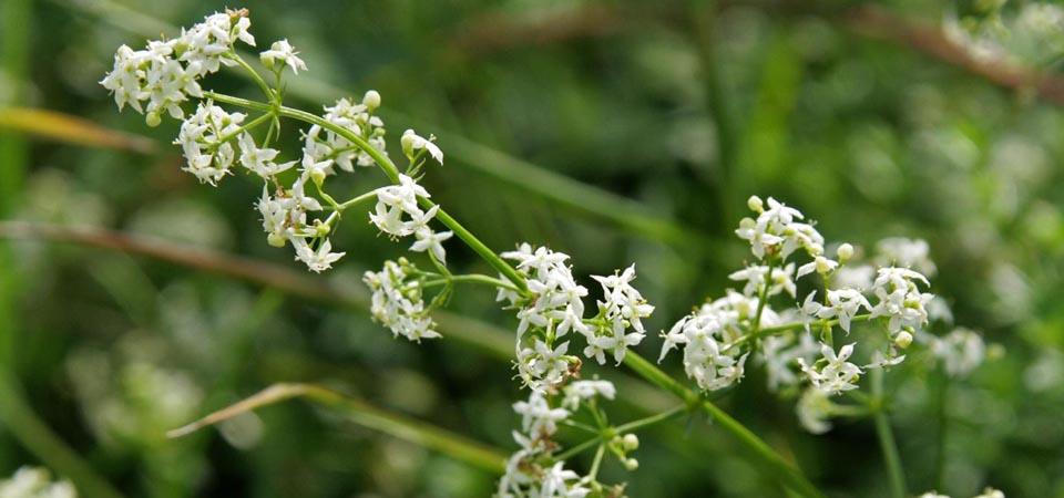Hedge bedstraw Clusters of small, scruffy white flowers on long stems.