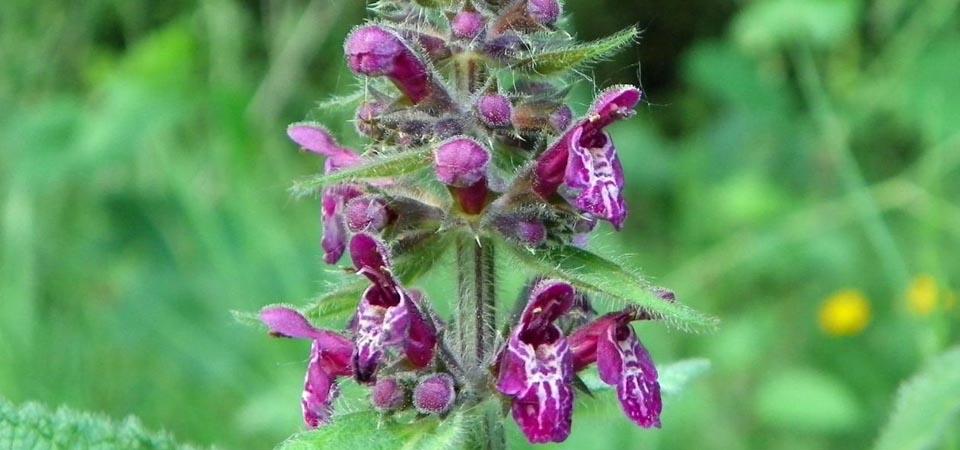 Deep magenta, orchid-style flowers growing from conical stem.