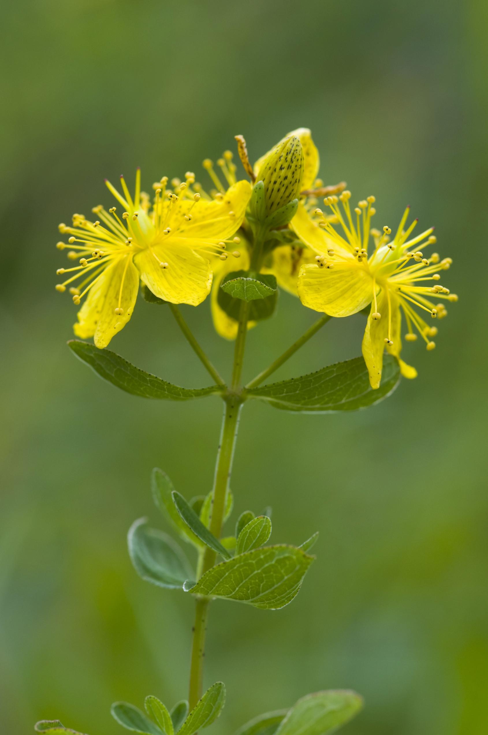 Imperforate st john's-wort Imperforate st john's-wort