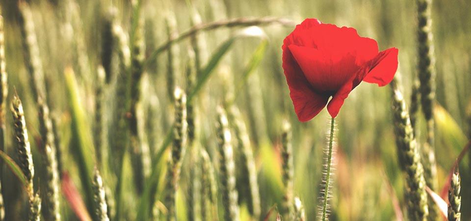 Poppy A red corn poppy is in full-focus with a green cornfield in the background.
