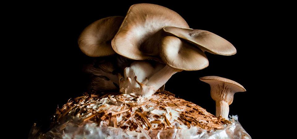 Oyster mushrooms growing from straw