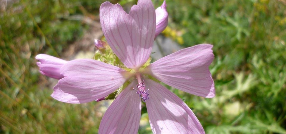 Musk mallow Pale pink flower with five jagged-edged petals.
