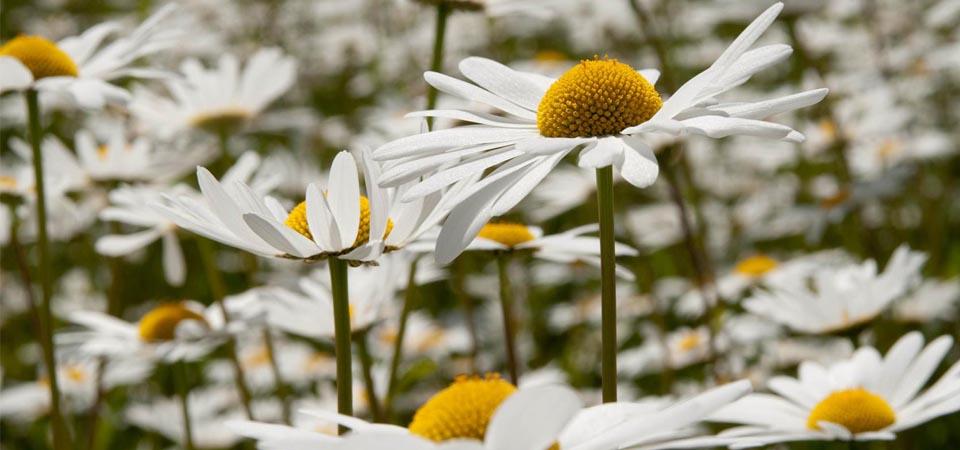 Oxeye daisy Multiple large white daisies with yellow centres.