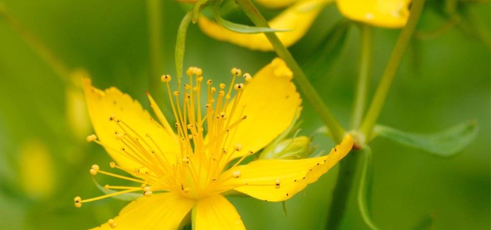 Perforate St John's wort Five-petaled golden yellow flower with long stamens.