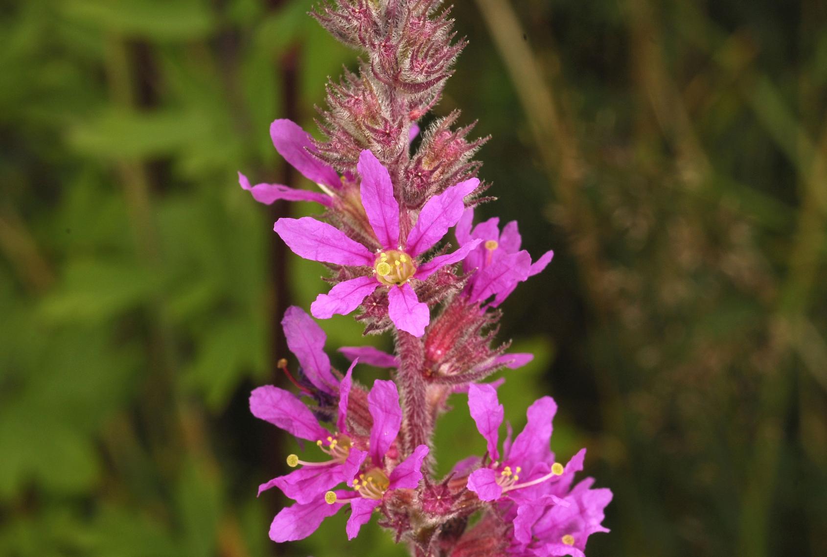 Purple loosestrife Purple loosestrife