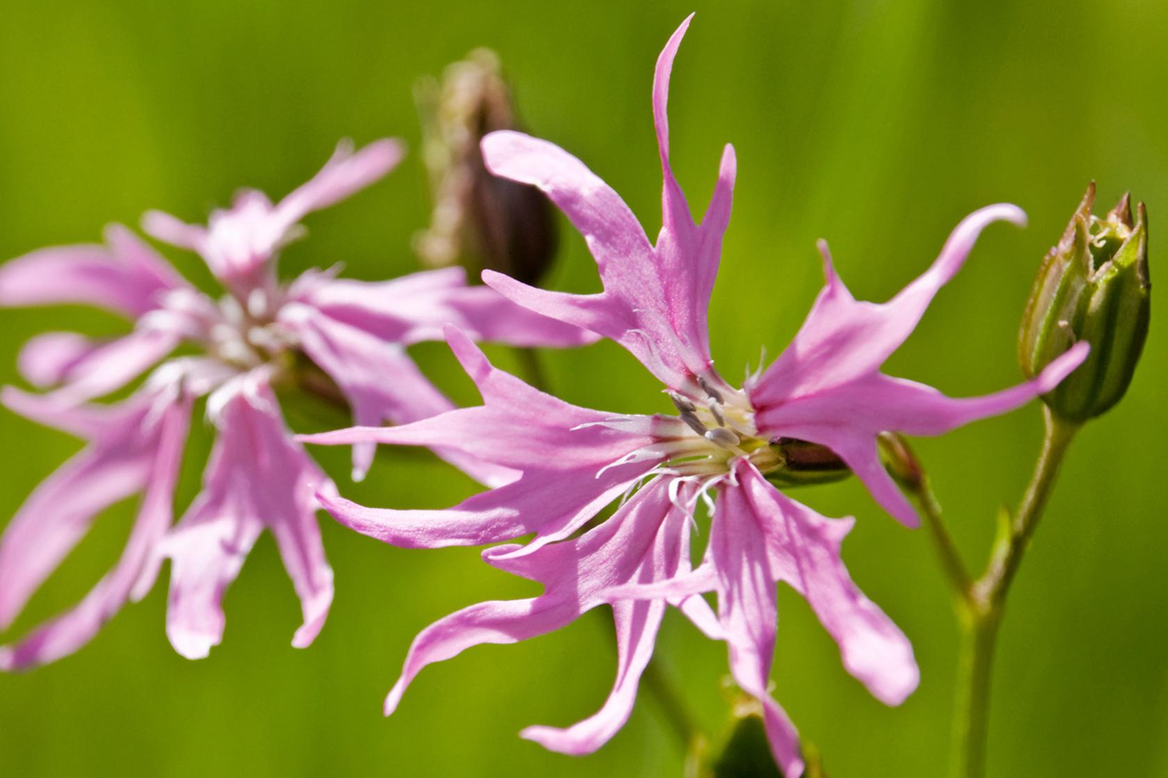 Ragged Robin Ragged Robin